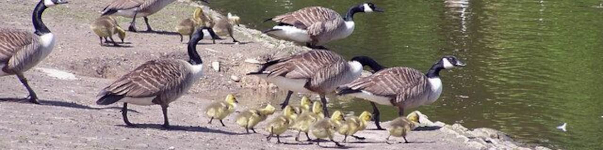 Geese and ducklings near a pond with a dirt path.