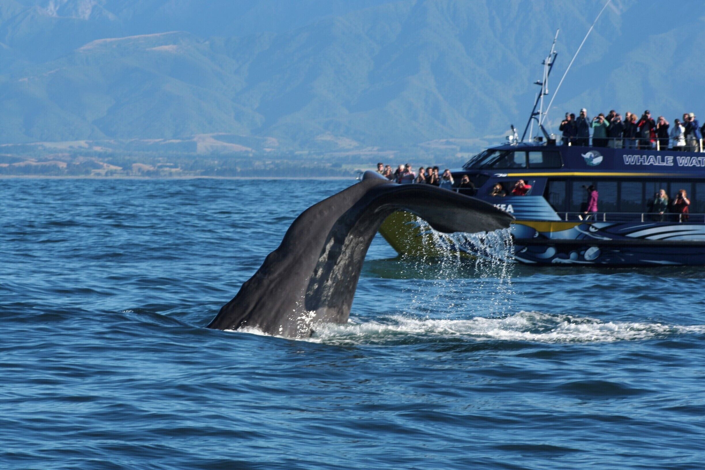 Kaikoura is one of the best spots in the world to see the massive sperm whale. This is one of the more dominant whales. He scared off all the other ones, but gave us a good view of his tail as he dived down. 