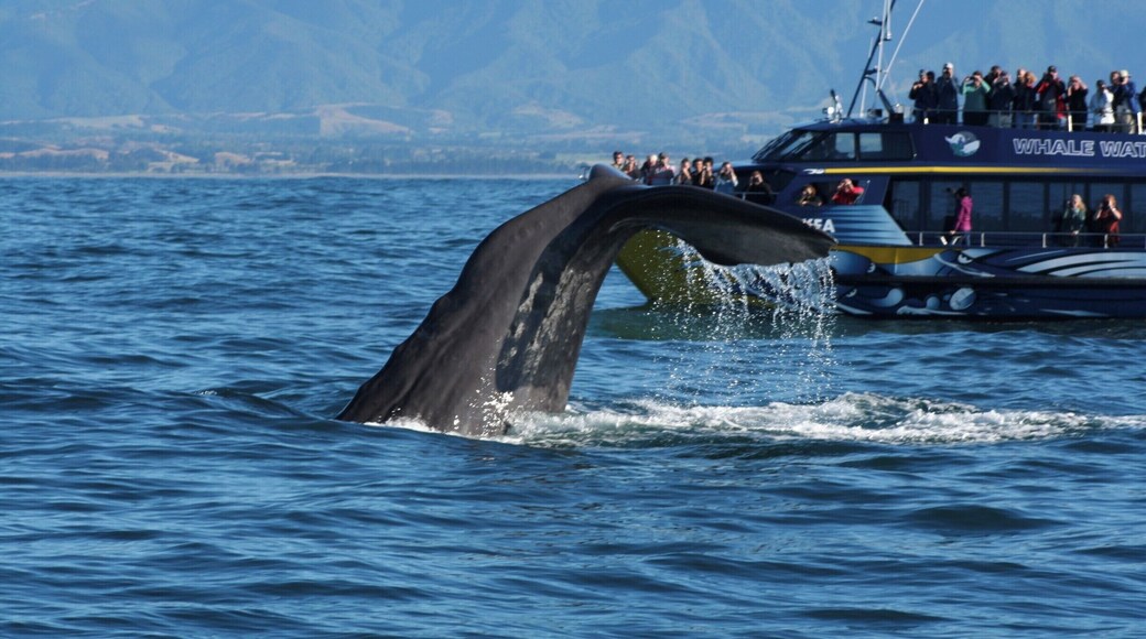 Kaikoura is one of the best spots in the world to see the massive sperm whale. This is one of the more dominant whales. He scared off all the other ones, but gave us a good view of his tail as he dived down.