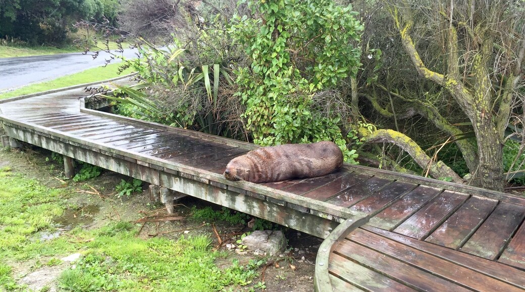 Seals up close! (of course, you use common sense and keep a respectable distance)