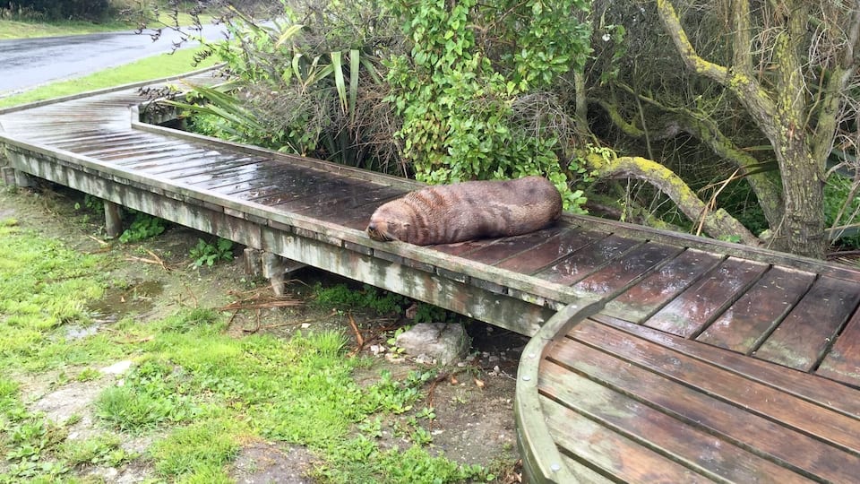 Seals up close! (of course, you use common sense and keep a respectable distance)