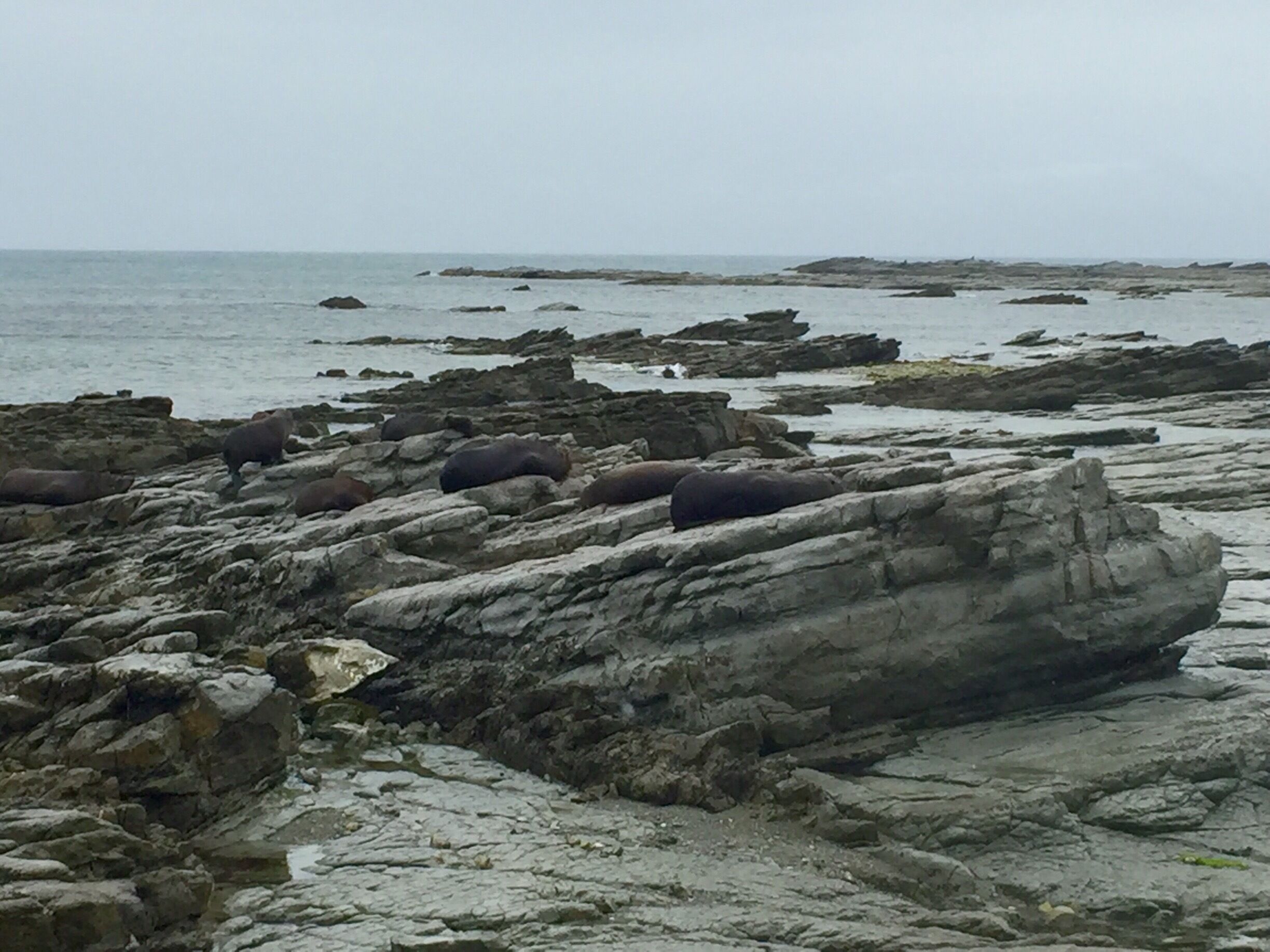 Seals up close! (of course, you use common sense and keep a respectable distance) 