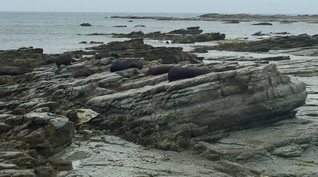 Seals up close! (of course, you use common sense and keep a respectable distance)