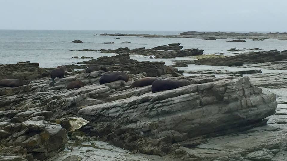 Seals up close! (of course, you use common sense and keep a respectable distance)