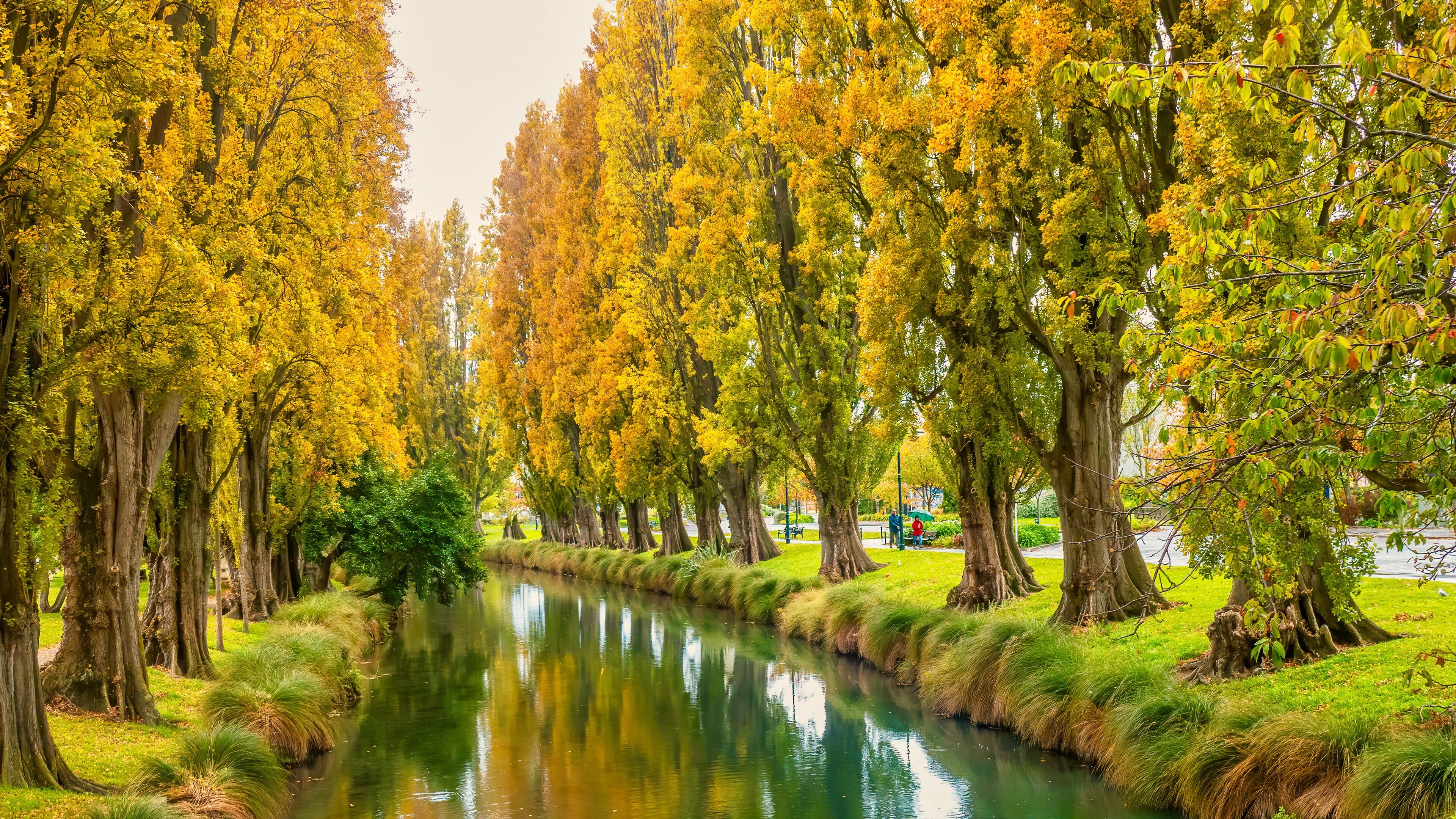 The Avon River in downtown Christchurch, New Zealand, with vibrant autumn foliage on poplar trees which line the riverbank.