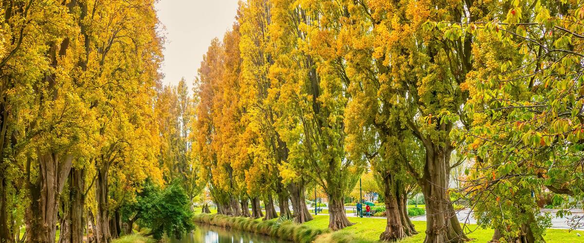 The Avon River in downtown Christchurch, New Zealand, with vibrant autumn foliage on poplar trees which line the riverbank.