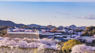 Japan Himeji castle with light up in sakura cherry blossom season