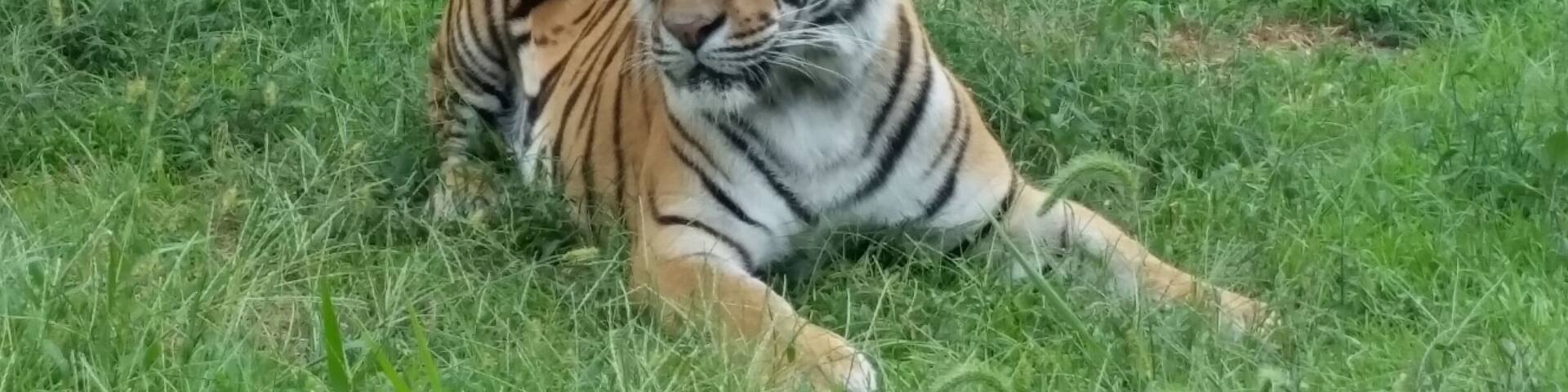 It's a safari zoo where you can drive your car or use the tours bus. It has a big collection of animals including white liones and white tiger. There is also an amusement park right next to it.