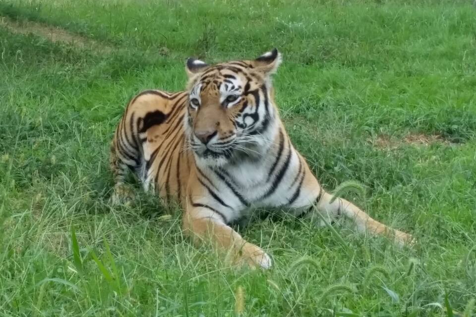 A tiger lying in a grassy field.