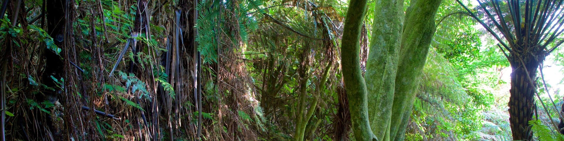 Coromandel Peninsula which includes forest scenes