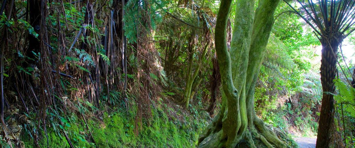 A forest path with a large tree with exposed roots.