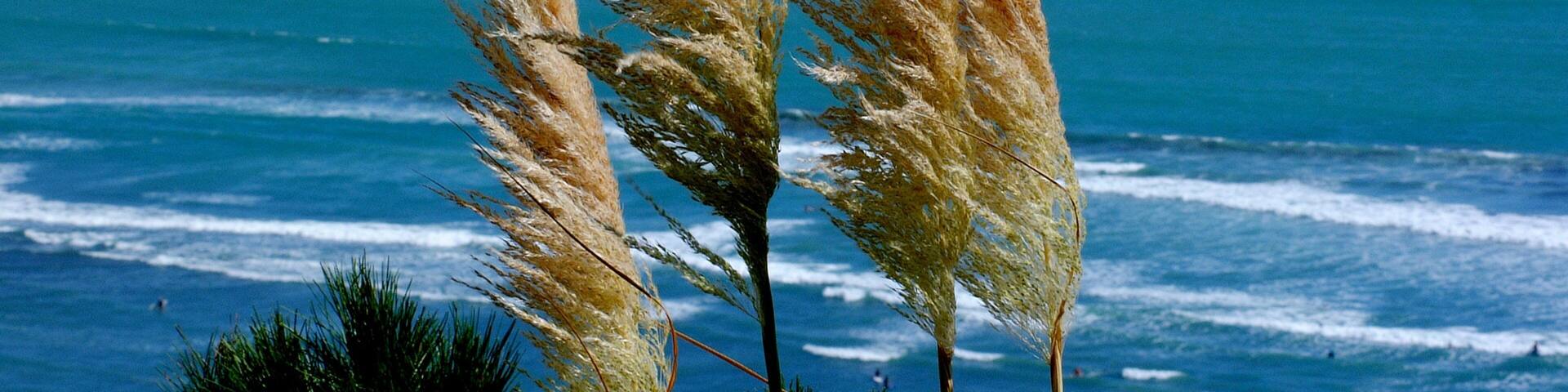 Hamilton showing general coastal views