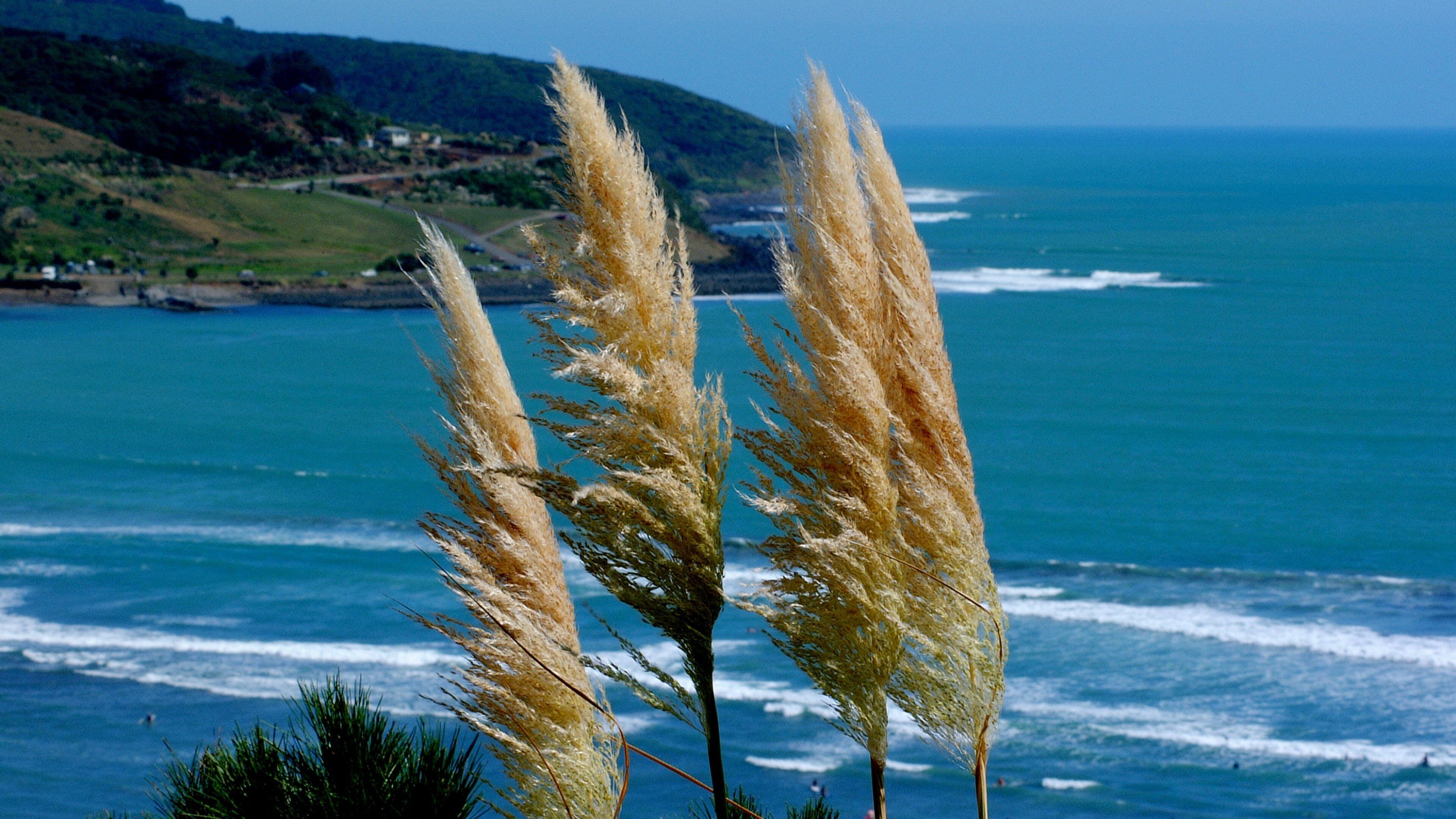 Pampas grass in front of a coastal landscape with waves and a distant hill.