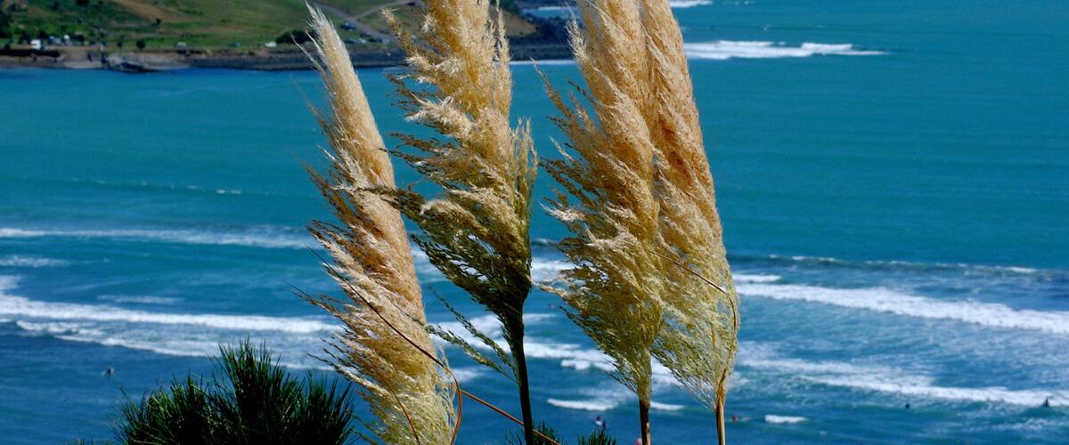 Pampas grass in front of a coastal landscape with waves and a distant hill.