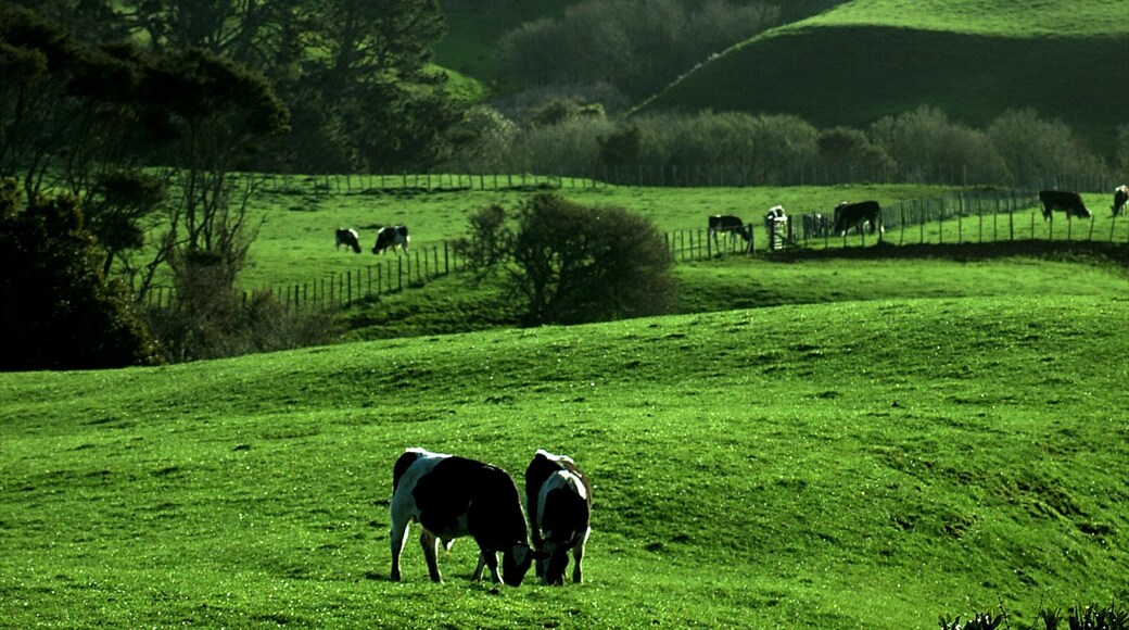 Hamilton featuring landscape views, tranquil scenes and land animals