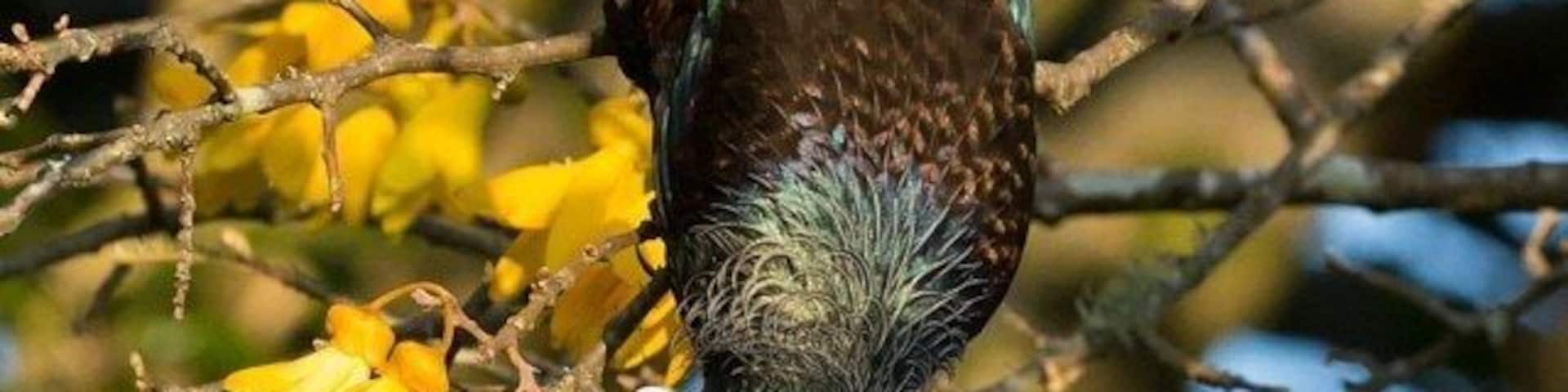 Spring time in the Waikato, bright yellow kowhai trees and the tui singing and feeding in the tree.