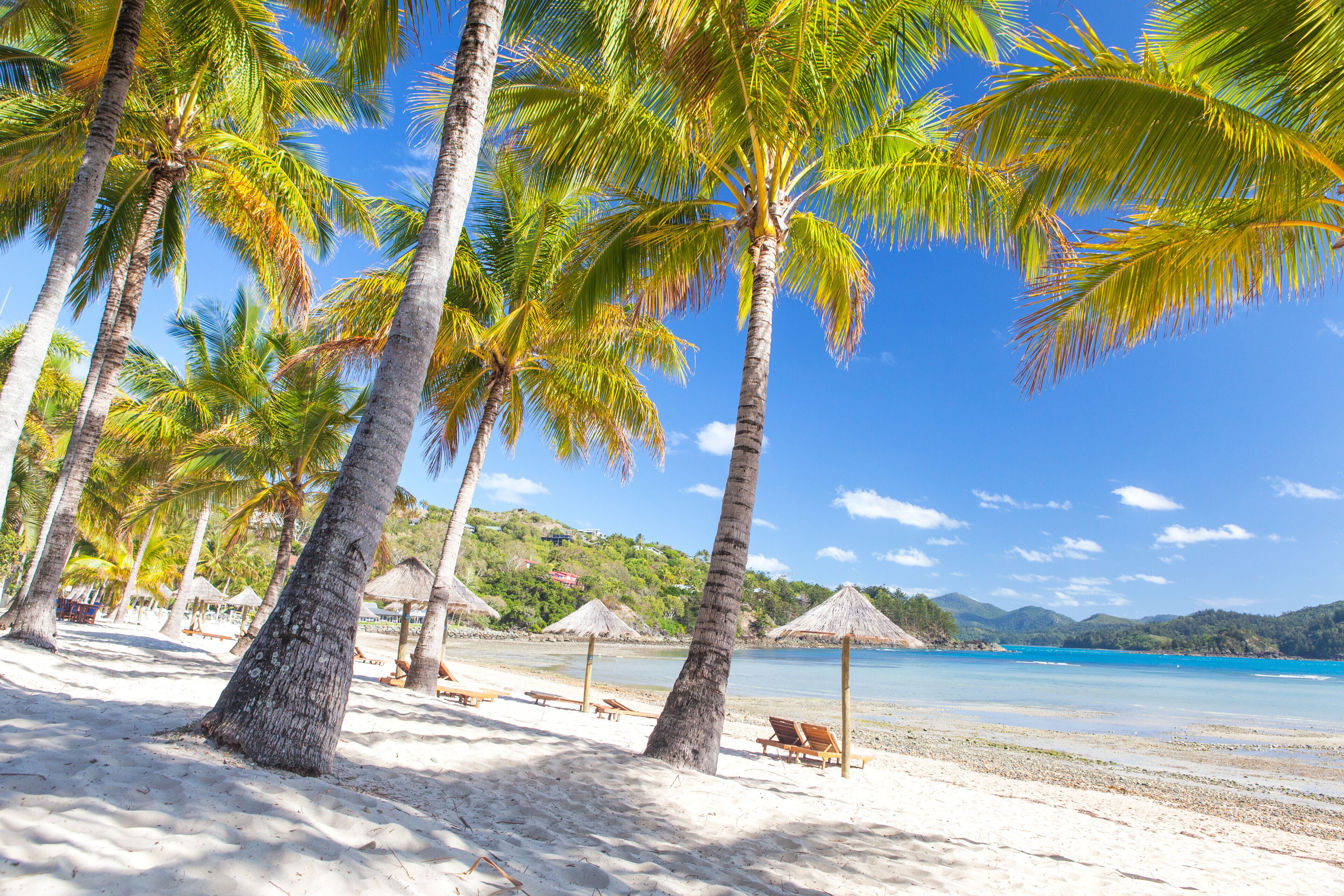 Una playa con palmeras, sillas de playa y sombrillas de paja.