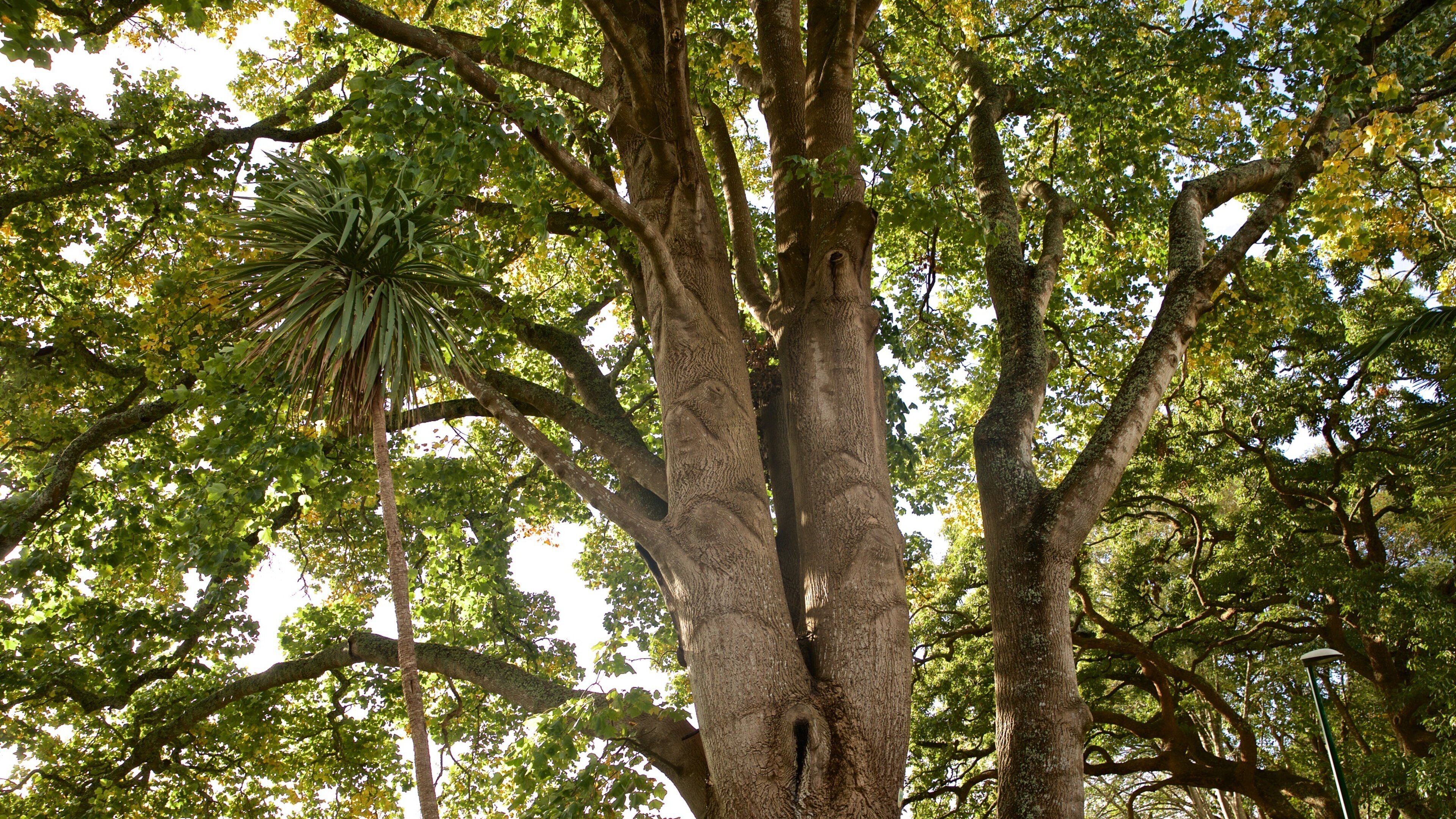 Hamilton showing a park