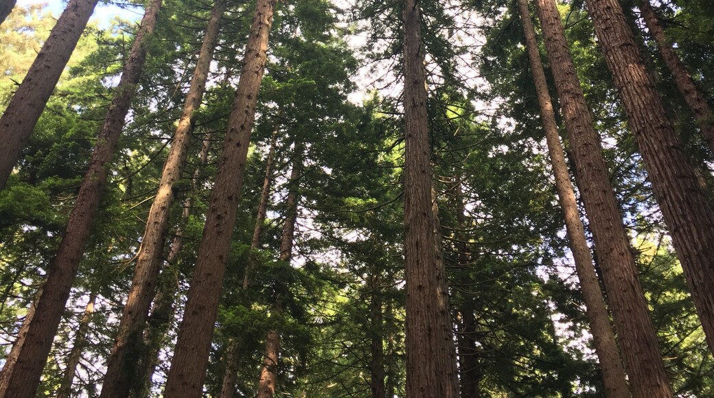 An early morning walk through the redwoods can’t be beaten 😊 it’s lush, fresh and oh so scenic