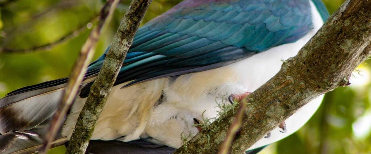 Our native wood pigeon the Kereru i took from a friends place in Rotorua surrounded by lotsa bush