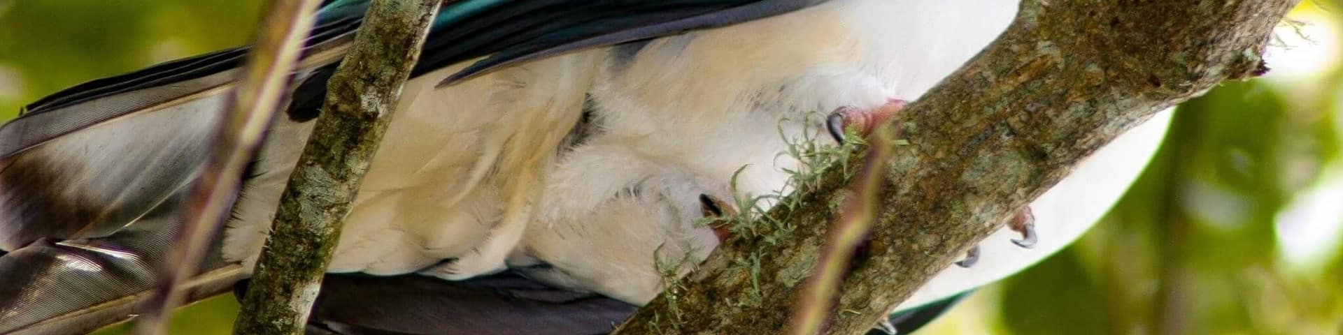 Our native wood pigeon the Kereru i took from a friends place in Rotorua surrounded by lotsa bush