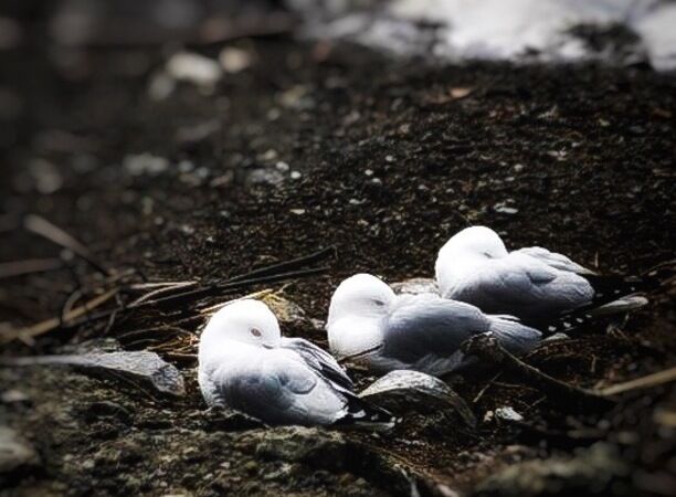 Nesting at sulphur point