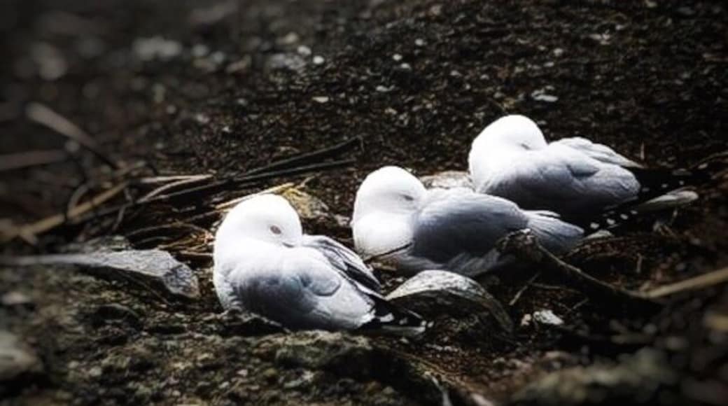 Nesting at sulphur point