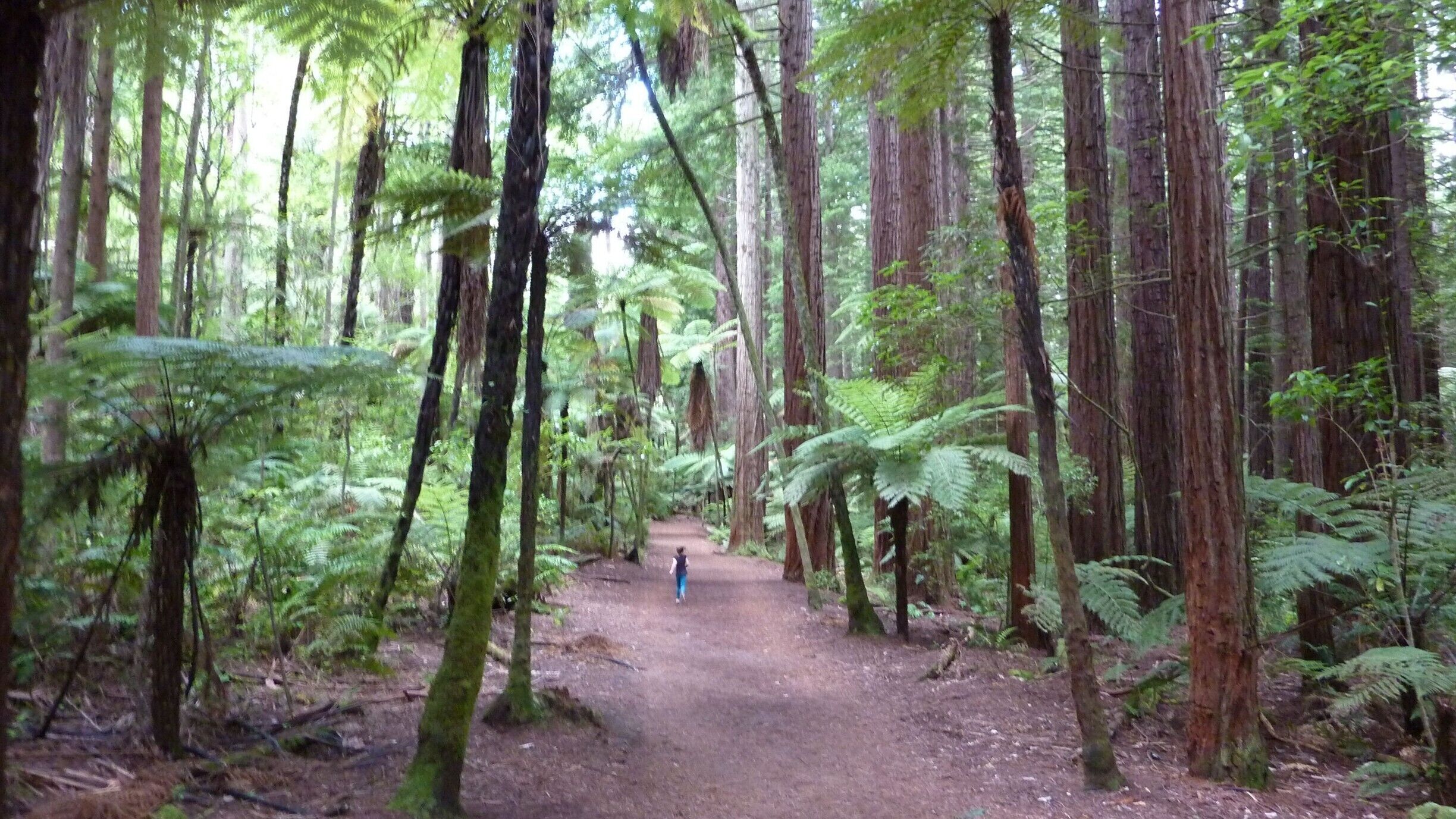 An extended walk takes from a few minutes to a full day return. It is suitable for relatively inexperienced people with a low level of backcountry skill. All watercourses are bridged.
#roadtrip