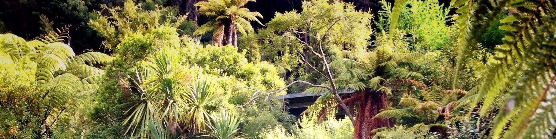 A waterfall cascading into a clear pond surrounded by lush greenery and ferns.