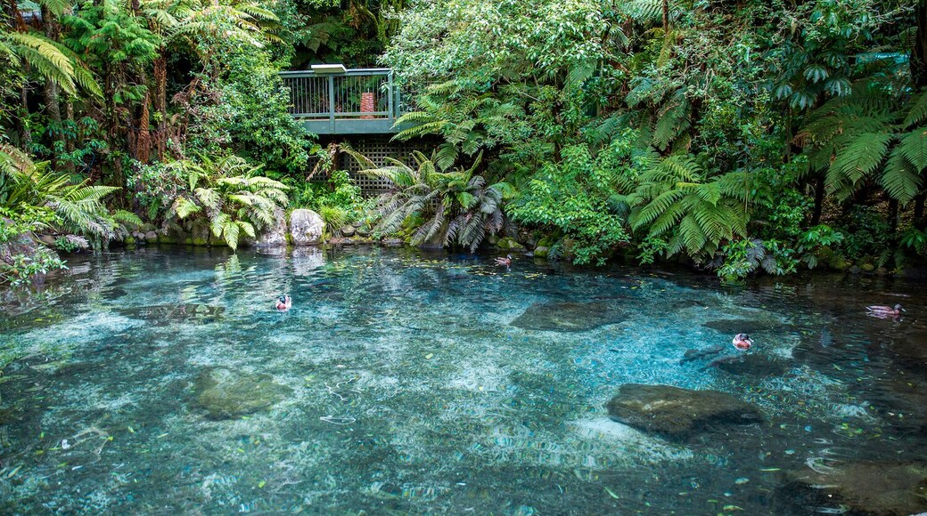 Rainbow Springs is a wildlife park in Rotorua where you can see some of New Zealand's great birds.