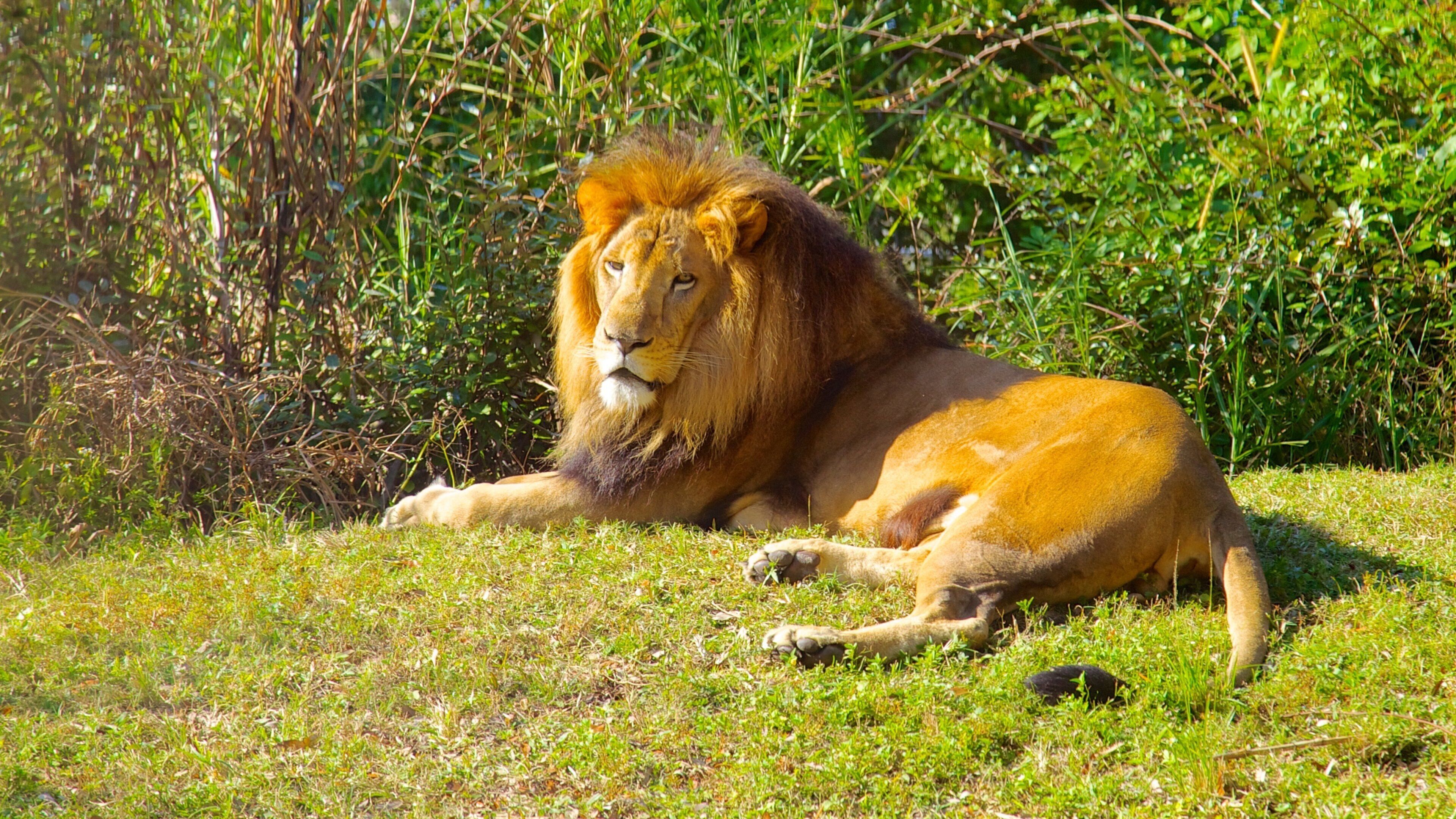 Busch Gardens das einen Park, Zootiere und Safari-Abenteuer