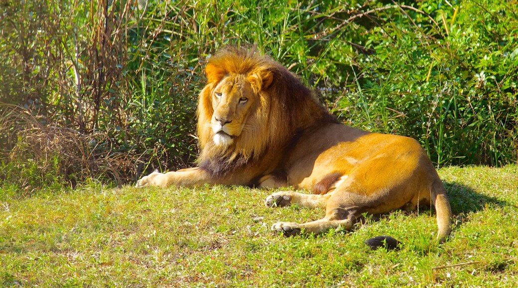 Busch Gardens das einen Park, Zootiere und Safari-Abenteuer