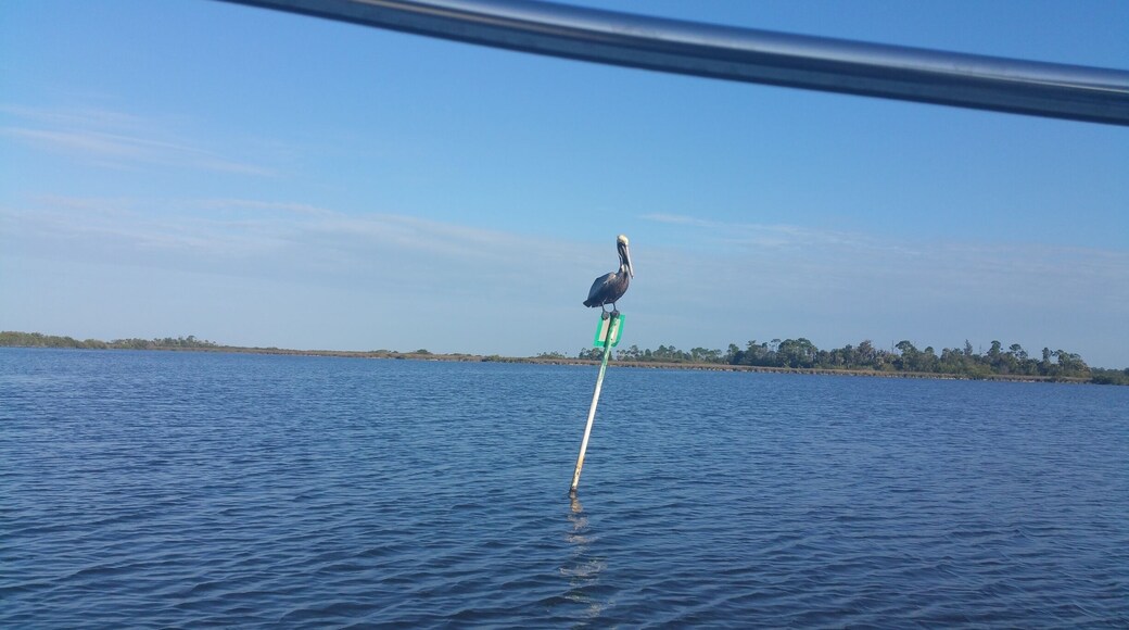 Another kind of fisherman out in the pond #wanderlust #GulfofMexico