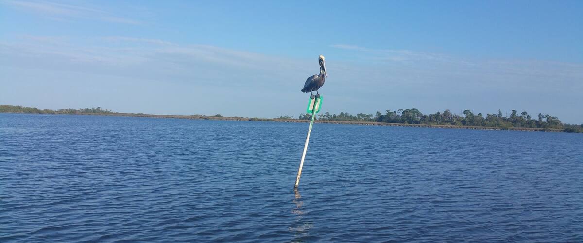 Another kind of fisherman out in the pond #wanderlust #GulfofMexico