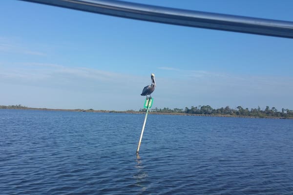 Another kind of fisherman out in the pond #wanderlust #GulfofMexico