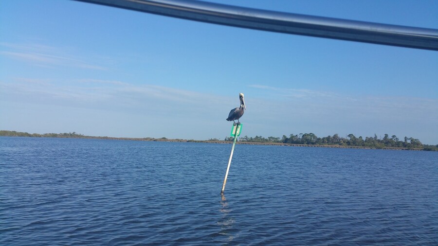 Another kind of fisherman out in the pond #wanderlust #GulfofMexico