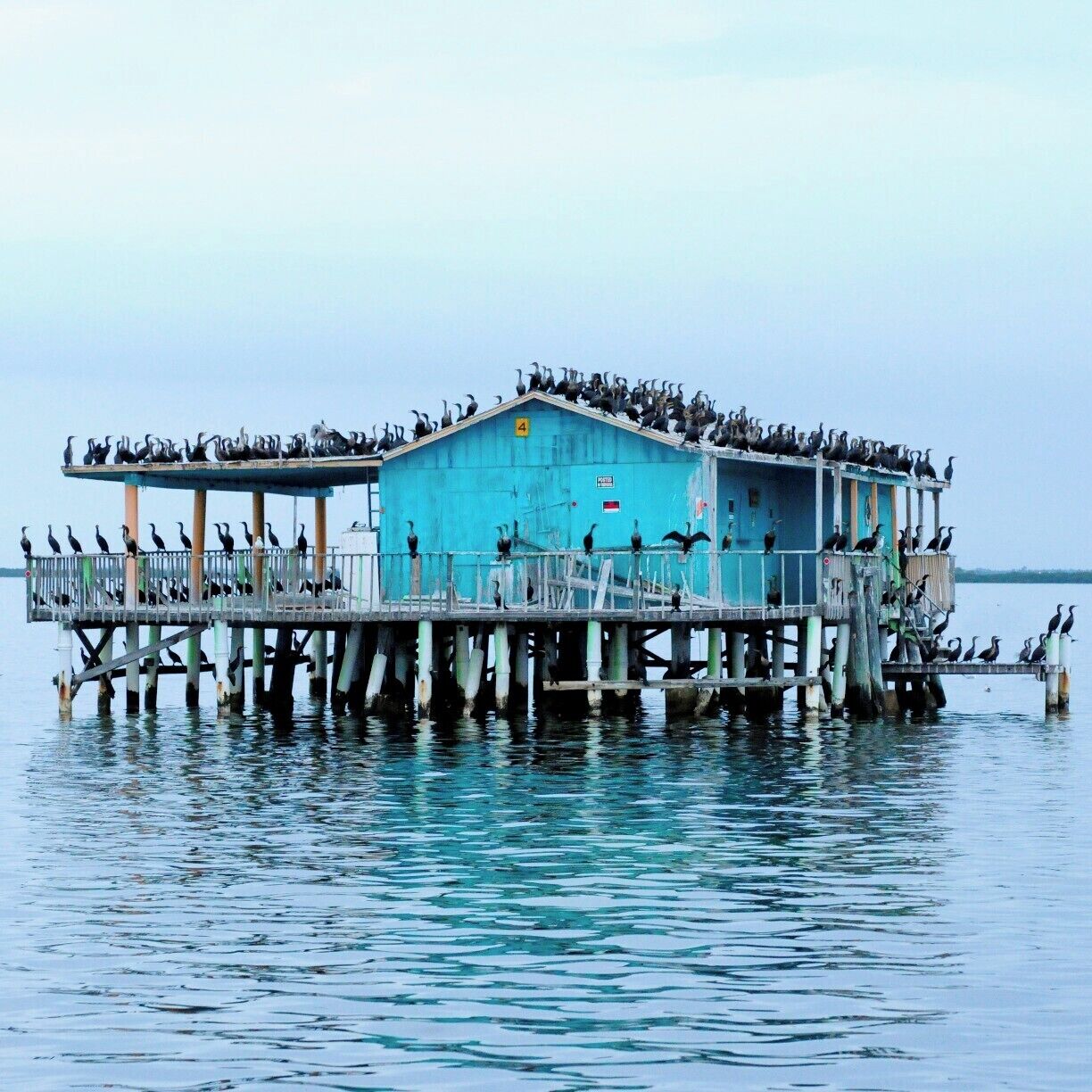 OMG ! This smelled so bad !!  Make sure to ask the Captain to approach from UPWIND if possible. Seriously... It just about sent a few of us "chumming" over the side-rail and I have a pretty strong constitution.

Wooden stilt houses in the Gulf of Mexico just offshore at the mouth of the Pithlachascotee River. Theses havens from the mainland have a rich history dating back about 90 years, and with only nine left their rebuilding after storms makes them symbols of perseverance.

They have been havens to fishermen, summer homes, fishing camps, weekend getaways.

Johnny Cash owned a home along the river leading to the stilt houses and often blew off steam at Des Little’s "camp," as the locals call them. 
#poo #Blue