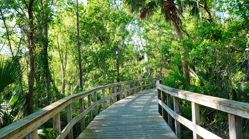 Wesley Chaple, Florida, USA, 12 10 2024: The winter foliage landscape of a beautiful community and trail at Wesley Chapel, north of Tampa in Florida