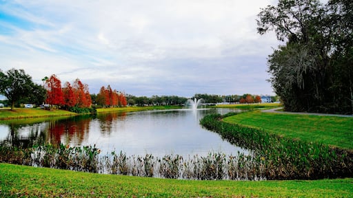 Wesley Chaple, Florida, USA, 12 10 2024: The winter foliage landscape of a beautiful community at Wesley Chapel, north of Tampa in Florida