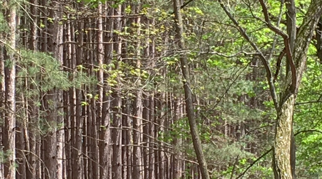 Tall trees at Oak Openings Metropark.