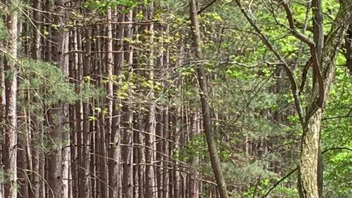 Tall trees at Oak Openings Metropark.