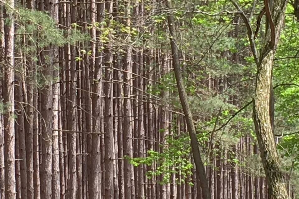 A dense forest with tall, slender trees and a narrow path.