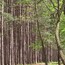 A dense forest with tall, slender trees and a narrow path.