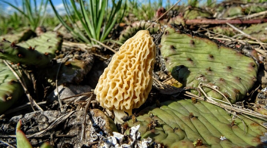 Now this is one unexpected composition!
A mushroom, possibly a morel (Morchella esculenta?), pushing up through a patch of eastern prickly pear (Opuntia humifusa).
I never imagined that my outdoor mushroom photographing and my greenhouse succulent/cacti propagating worlds would end up intermingled while hiking Kitty Todd State Nature Preserve.