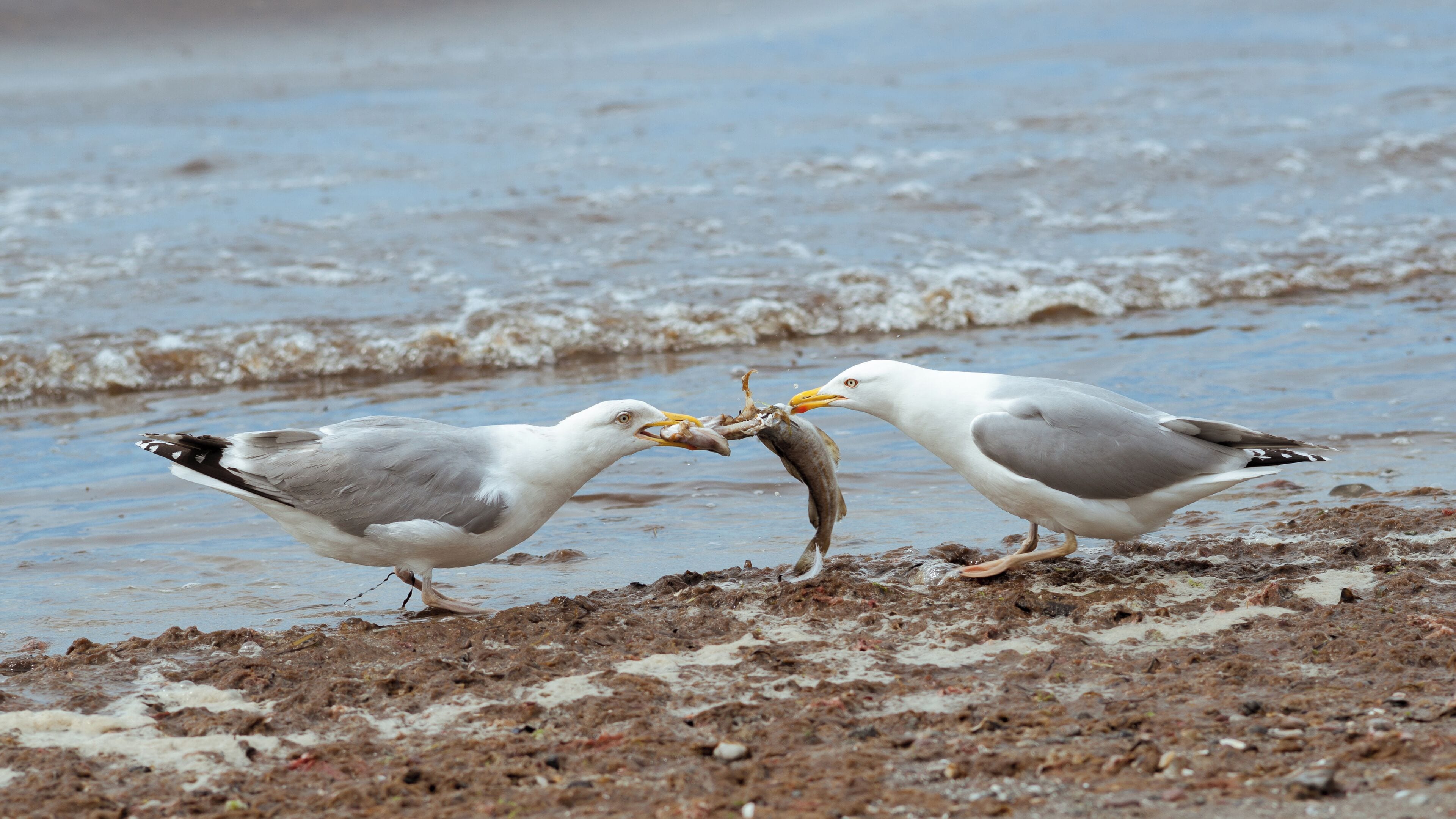 Ahrenshoop, Germany (Baltic Sea). Two European Herring Gulls in a tug of war for a fish.