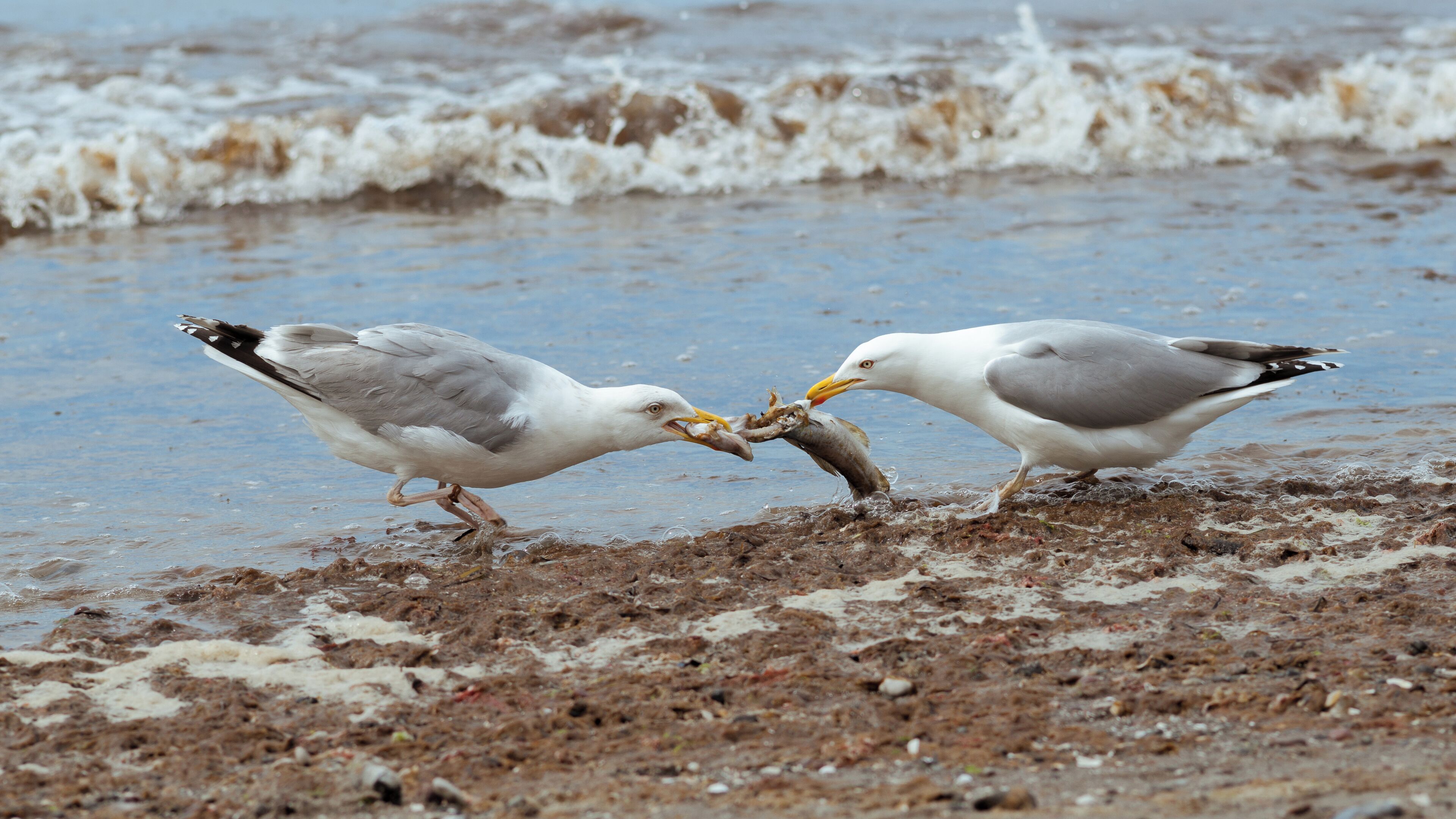 Ahrenshoop, Germany (Baltic Sea). Unlike for the seagulls in Finding Nemo it's not a question of [Mine! or Mine!] - but of win-win ... see: other versions