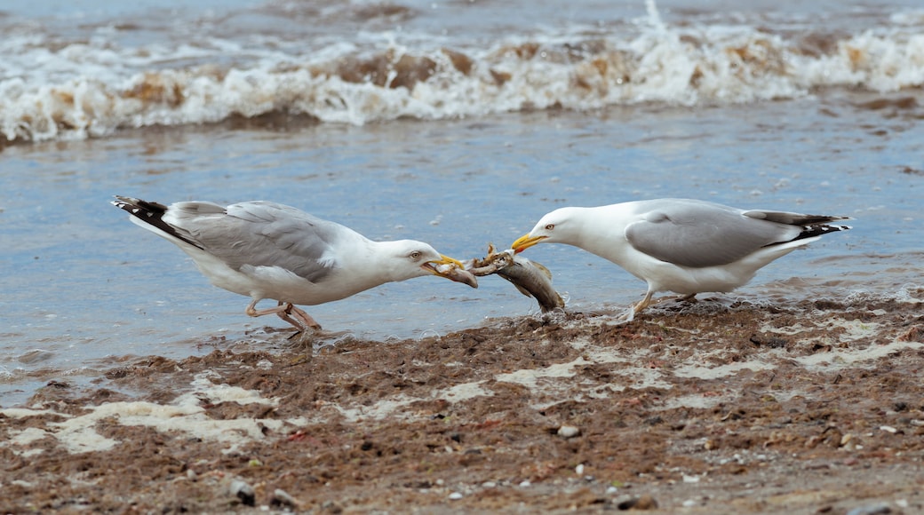 Ostseebad Ahrenshoop