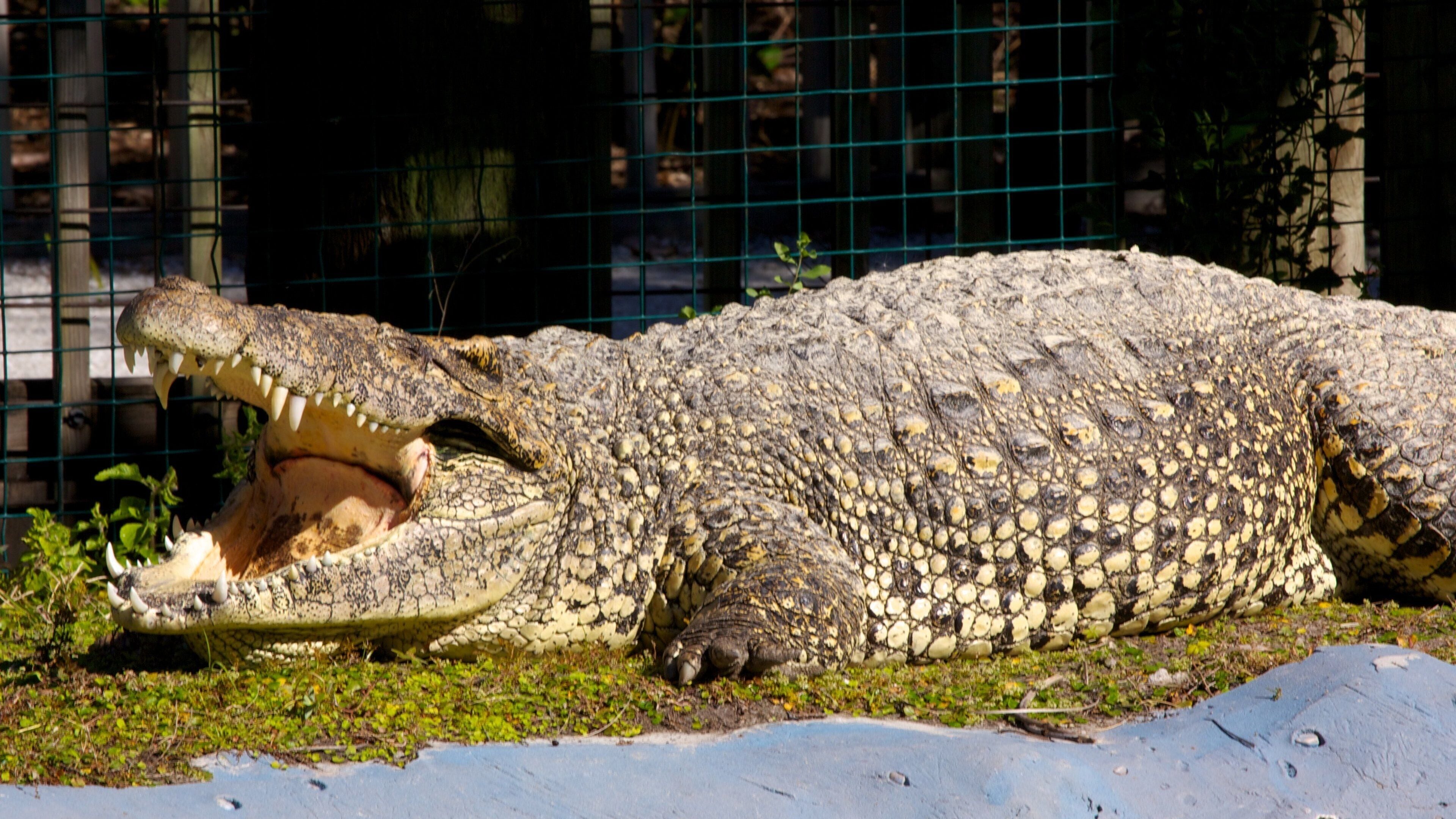 Florida central mostrando animales del zoológico