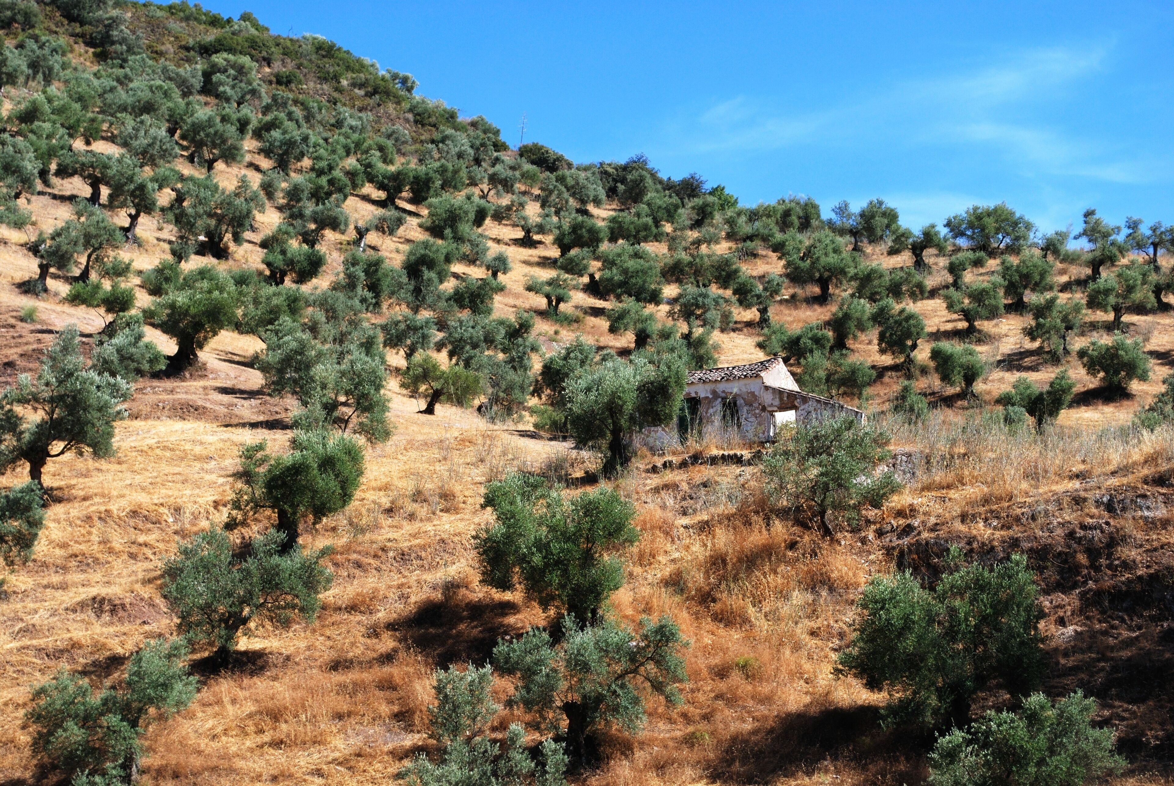 ビラマルティン