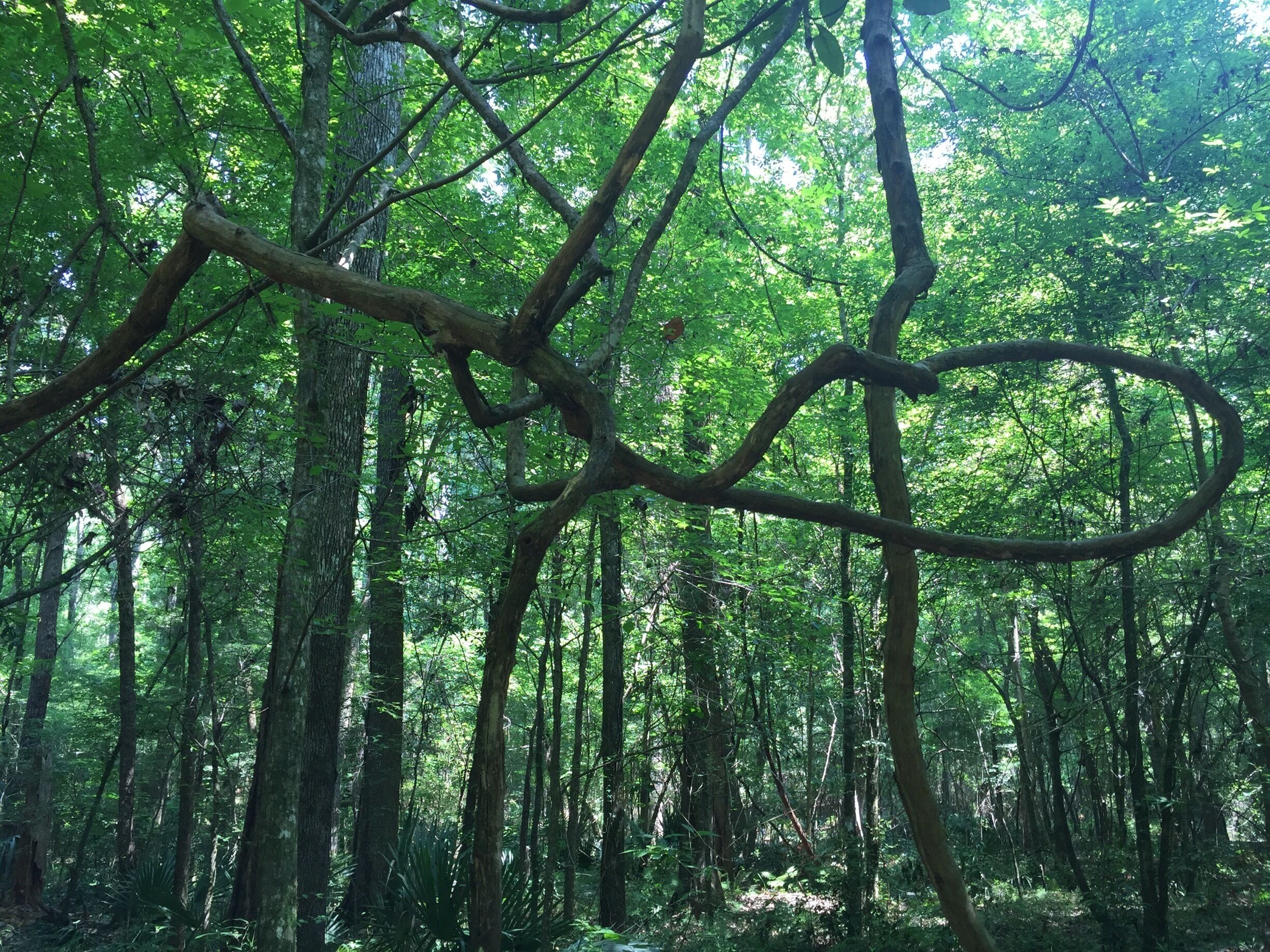 3.21 mi hike with hills